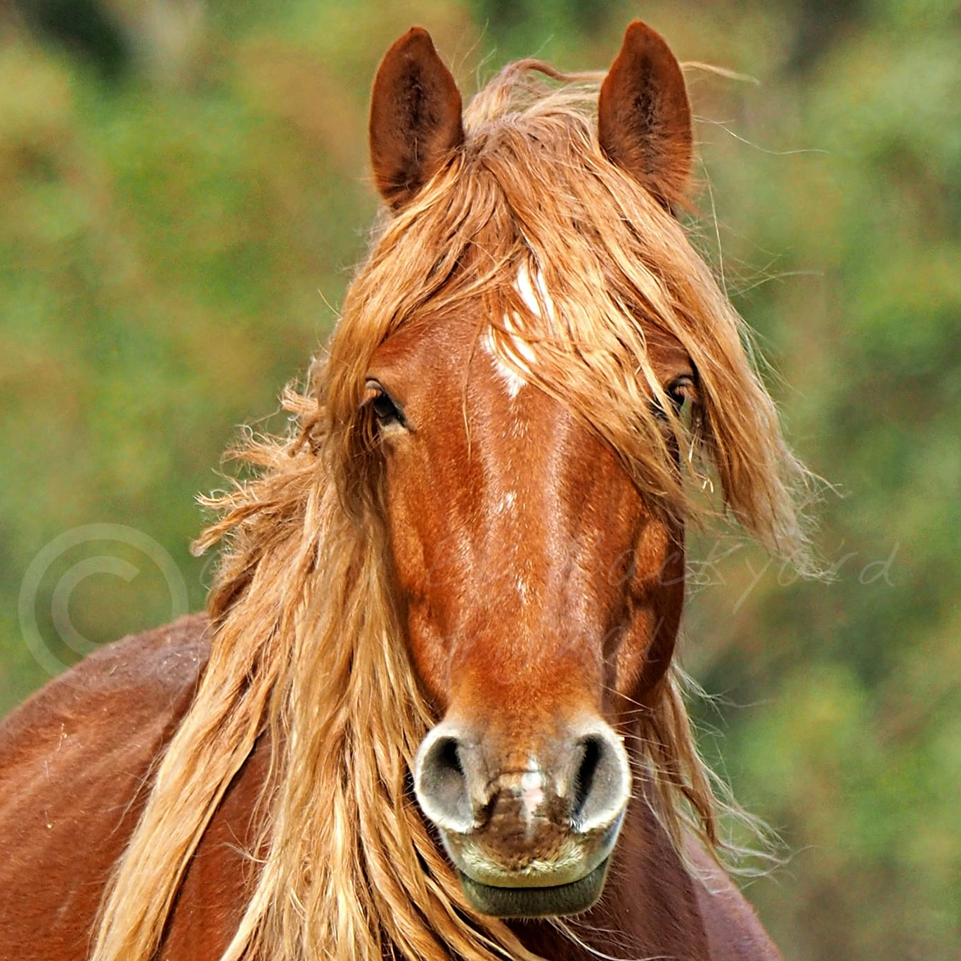 Brumby Action Group Incorporated