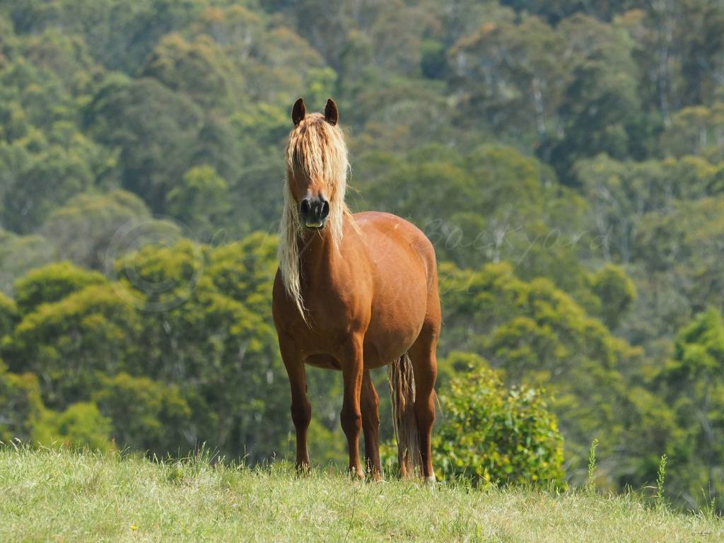 Brumby Action Group Incorporated – Brumbies